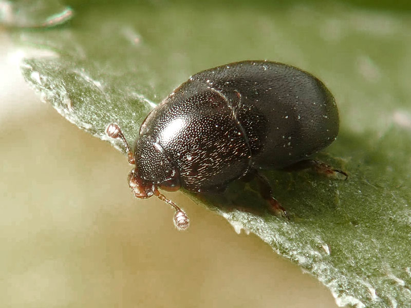 piccolo da id.: Kateretidae ?? No, Nitidulidae. cfr. Meligethes (s.l.) sp.